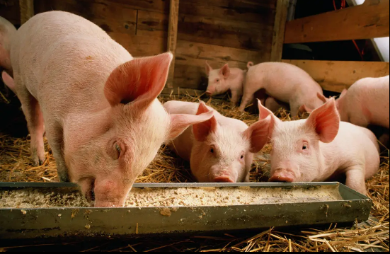 彩运网cy123生物